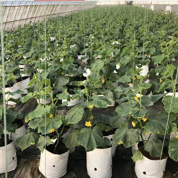 PE Planting Bag